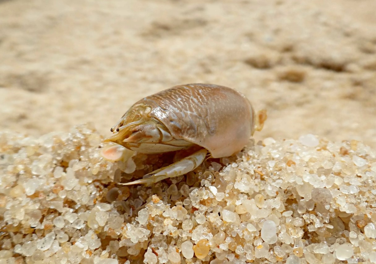 Hverken en sandloppe eller en sandbille: mød en molkrabbe, et almindeligt og overraskende stranddyr
