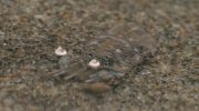 Hverken en sandloppe eller en sandbille: mød en molkrabbe, et almindeligt og overraskende stranddyr