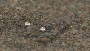 Hverken en sandloppe eller en sandbille: mød en molkrabbe, et almindeligt og overraskende stranddyr