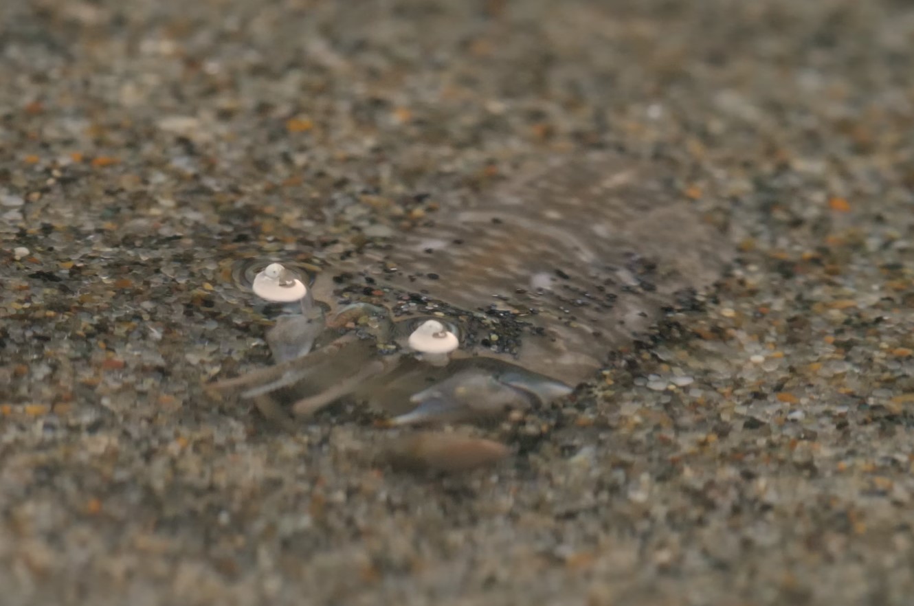 Hverken en sandloppe eller en sandbille: mød en molkrabbe, et almindeligt og overraskende stranddyr