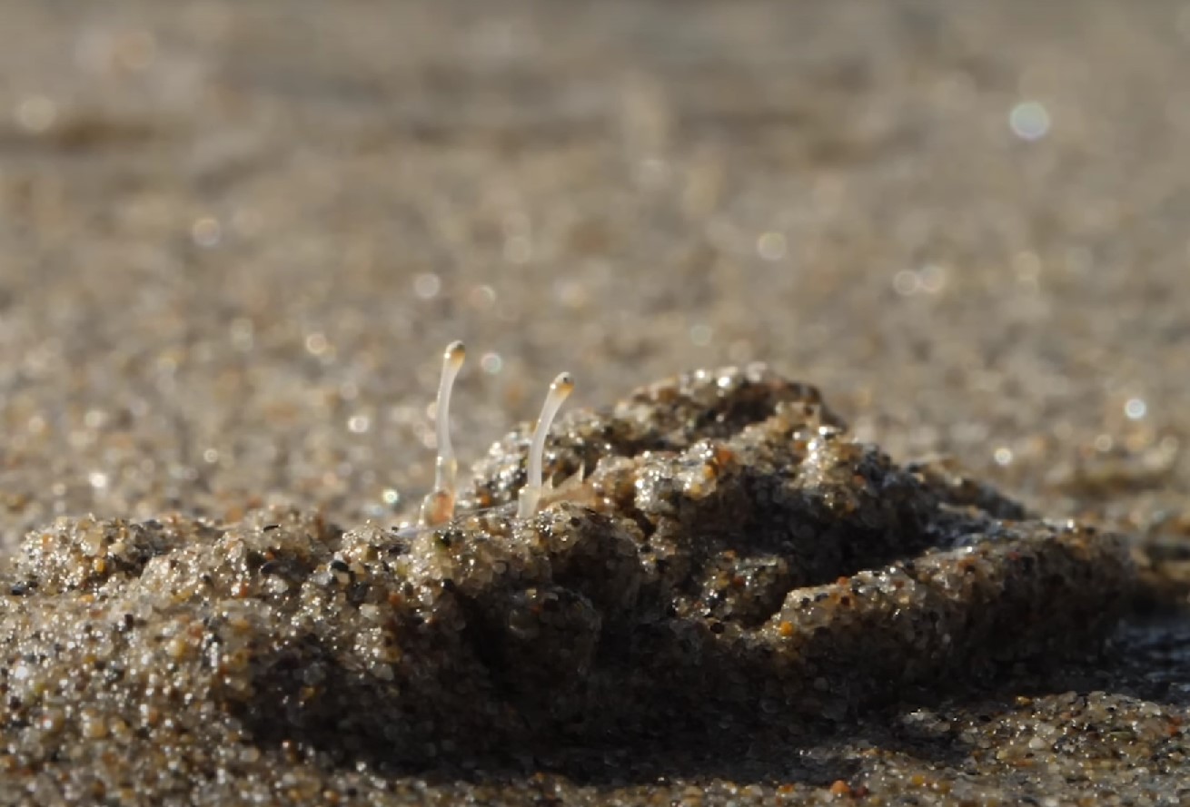 Hverken en sandloppe eller en sandbille: mød en molkrabbe, et almindeligt og overraskende stranddyr