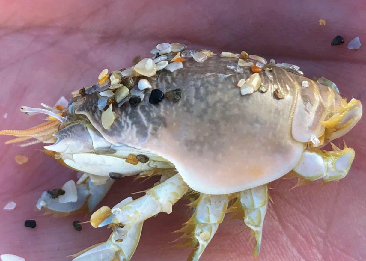 Hverken en sandloppe eller en sandbille: mød en molkrabbe, et almindeligt og overraskende stranddyr