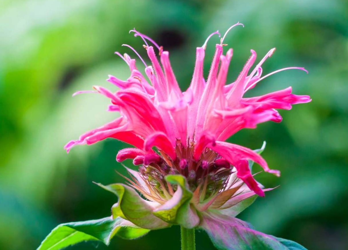 Monarda didyma