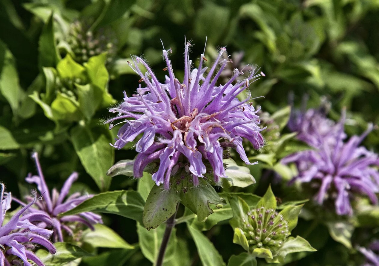 Monarda fistulosa