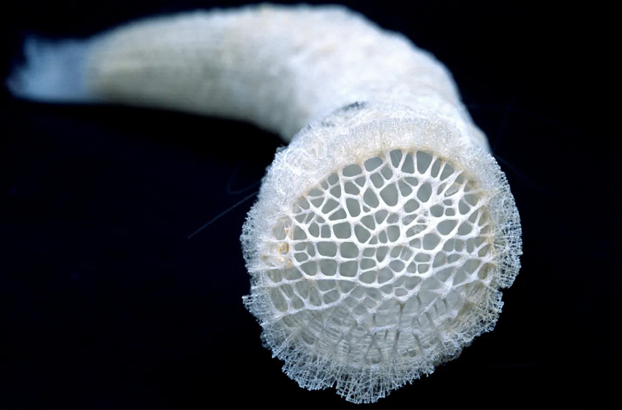 Monorhaphis chuni