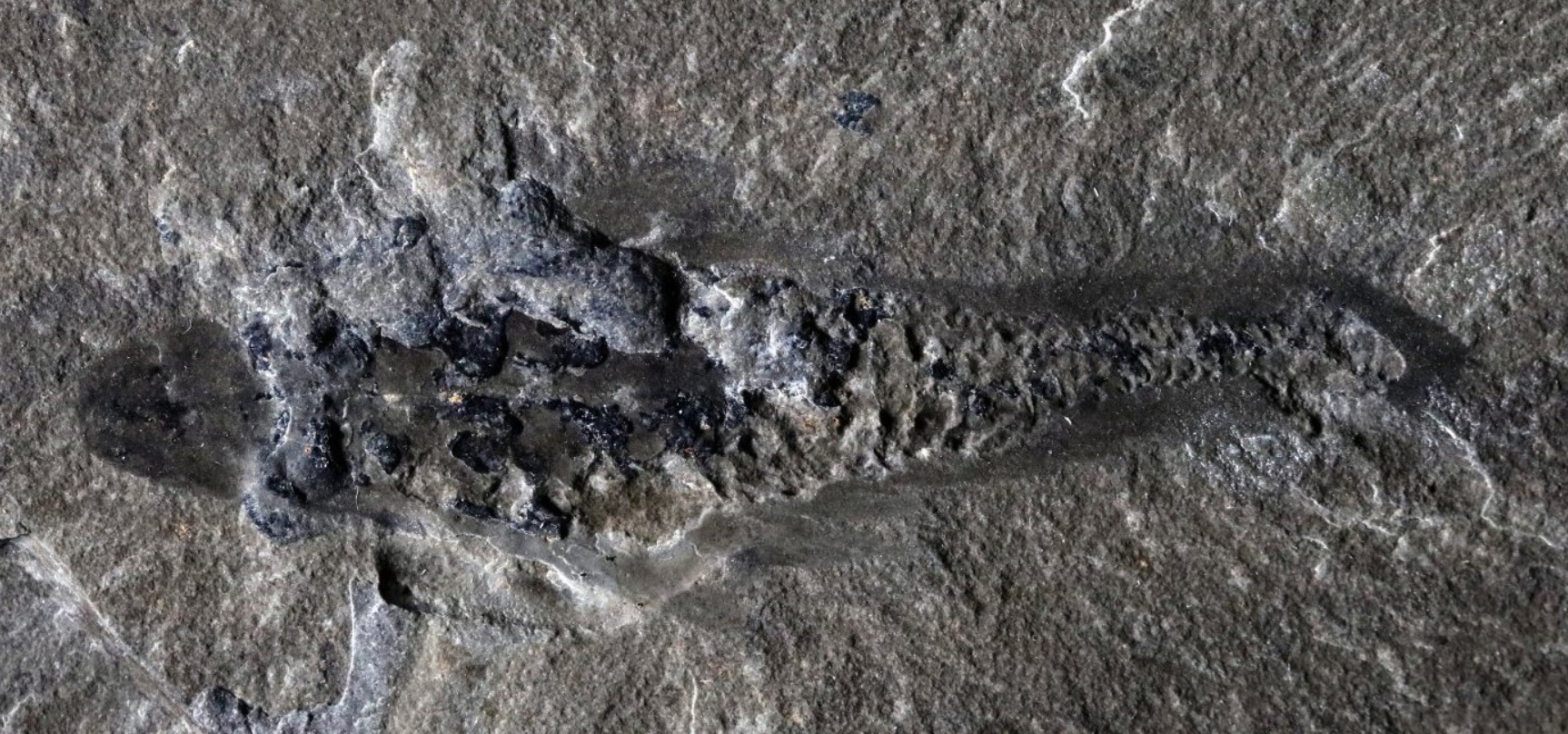 Mosura fentoni