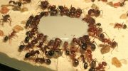 Vi spreder flaskelåg – og myrerne dør i kolonier: selv dronningen vil følge sine forfædre i graven