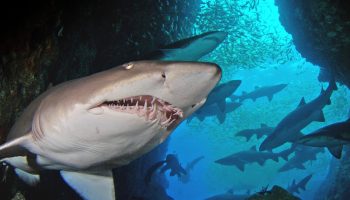 Mystisk hajkatedral indeholder væsner, der har 'eksisteret længere end træer': SharkFest 2025