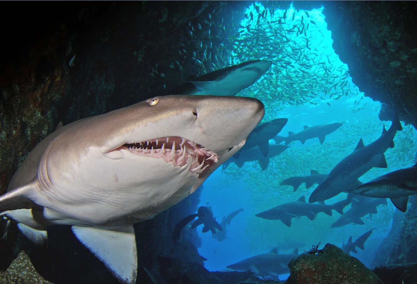 Mystisk hajkatedral indeholder væsner, der har 'eksisteret længere end træer': SharkFest 2025