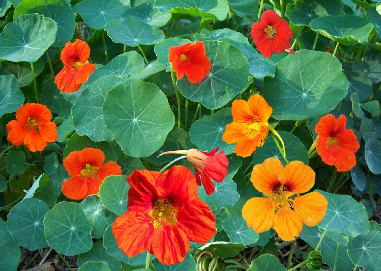 Hvilke blomster skal man plante i juni: de tåler varme og vil blomstre flot allerede i år