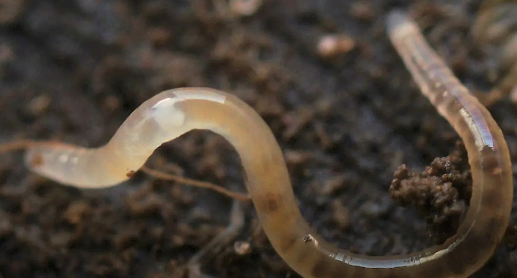 Nematoder
