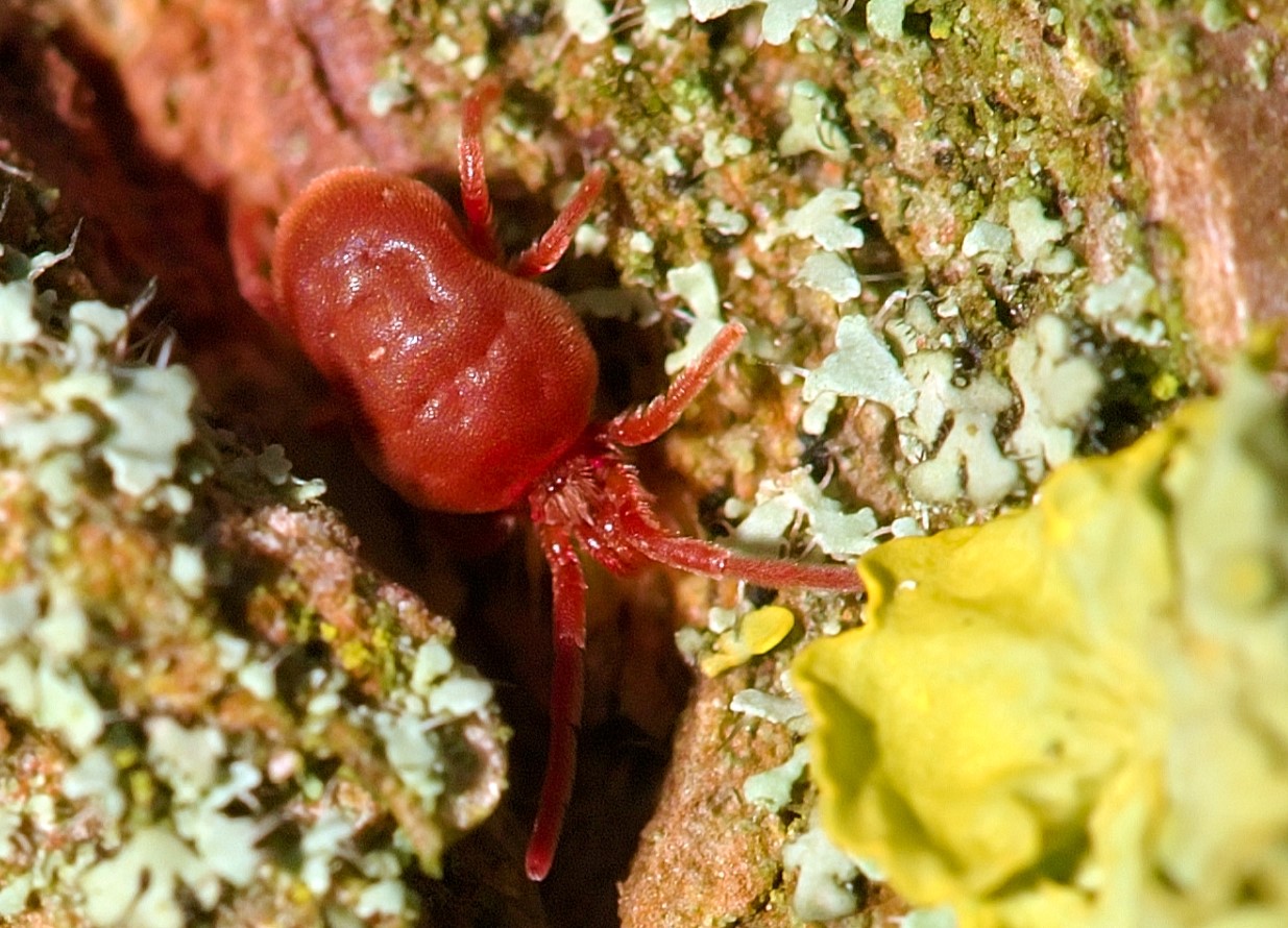 Neotrombicula autumnalis
