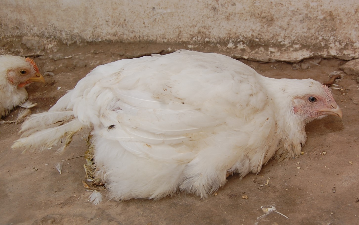 Newcastle disease