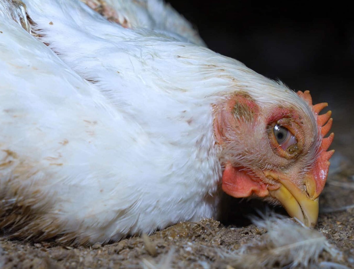Newcastle disease