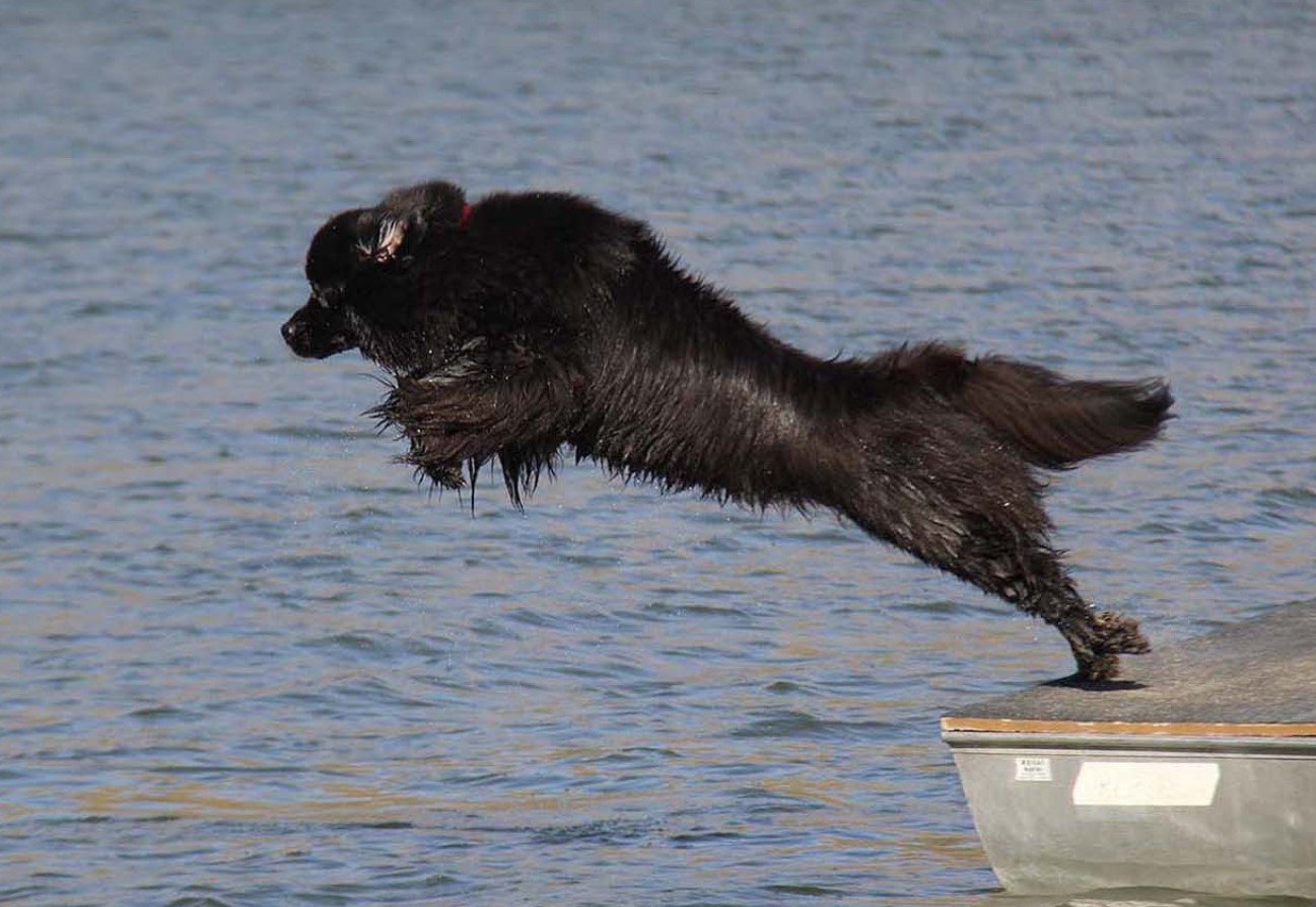Newfoundland