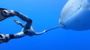 Ocean Ramsey husker sin ud-af-kroppen-oplevelse, da hun stod ansigt til ansigt med en haj under vandet