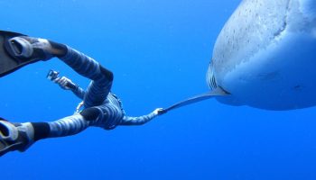 Ocean Ramsey husker sin ud-af-kroppen-oplevelse, da hun stod ansigt til ansigt med en haj under vandet