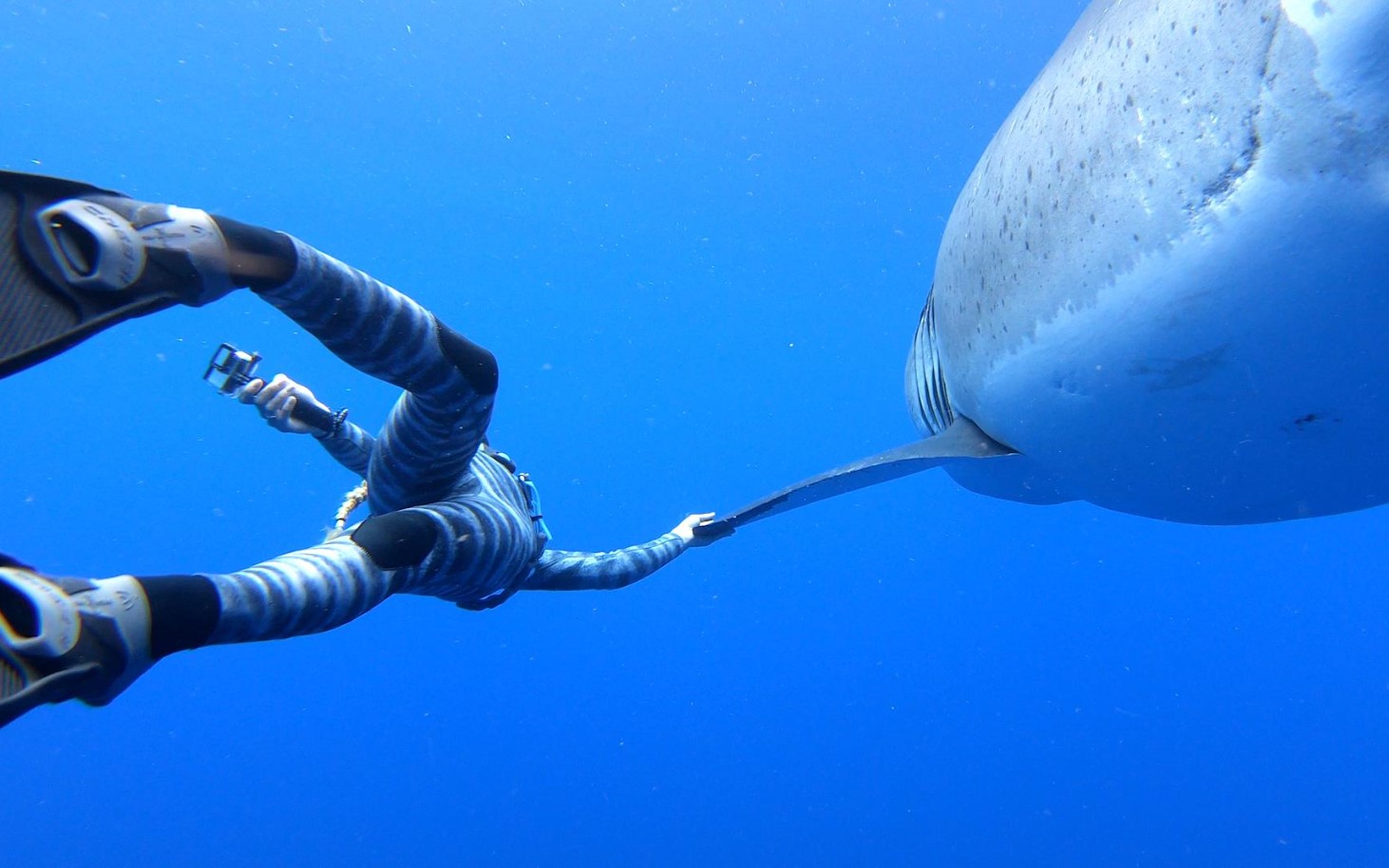 Ocean Ramsey husker sin ud-af-kroppen-oplevelse, da hun stod ansigt til ansigt med en haj under vandet