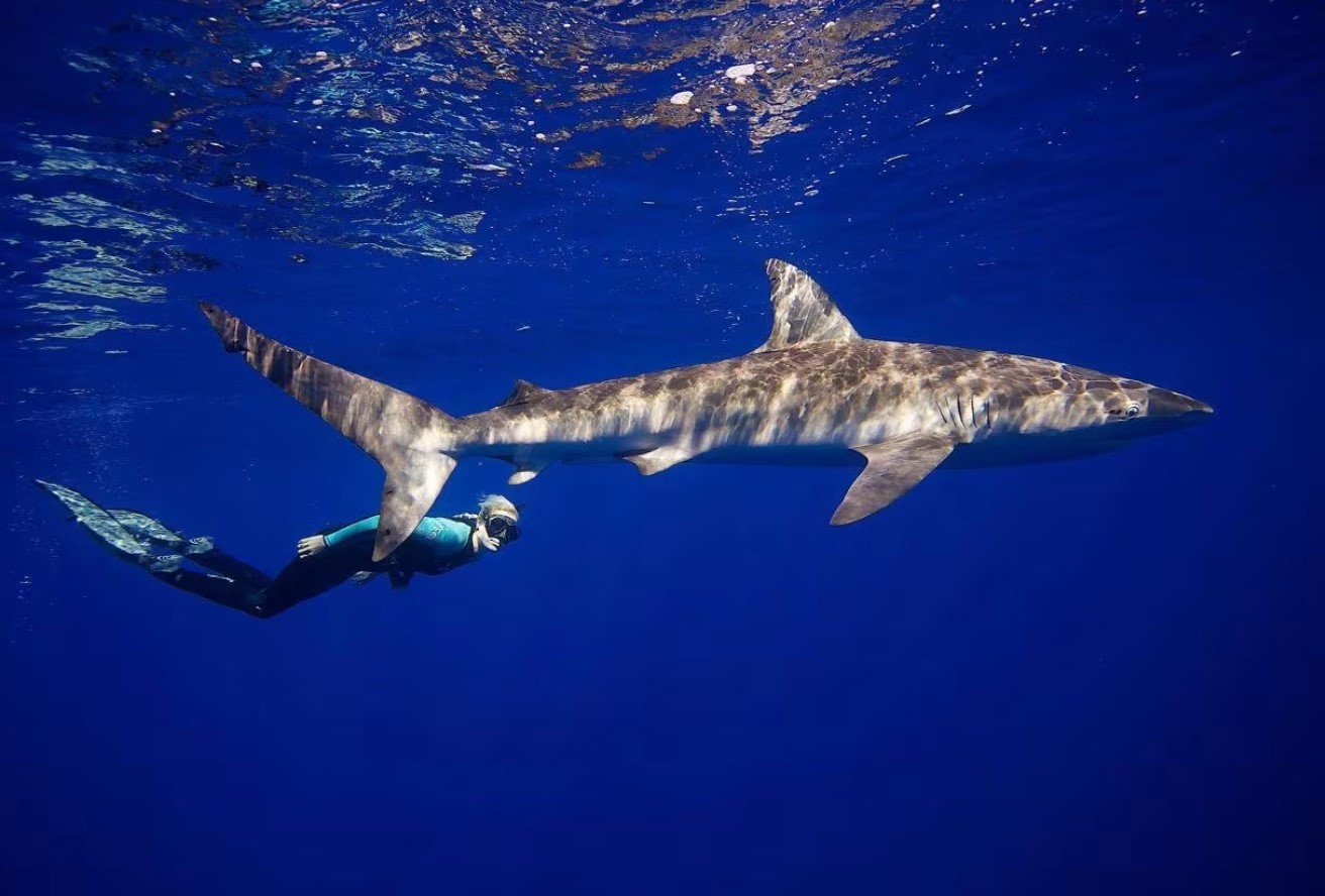 Ocean Ramsey husker sin ud-af-kroppen-oplevelse, da hun stod ansigt til ansigt med en haj under vandet
