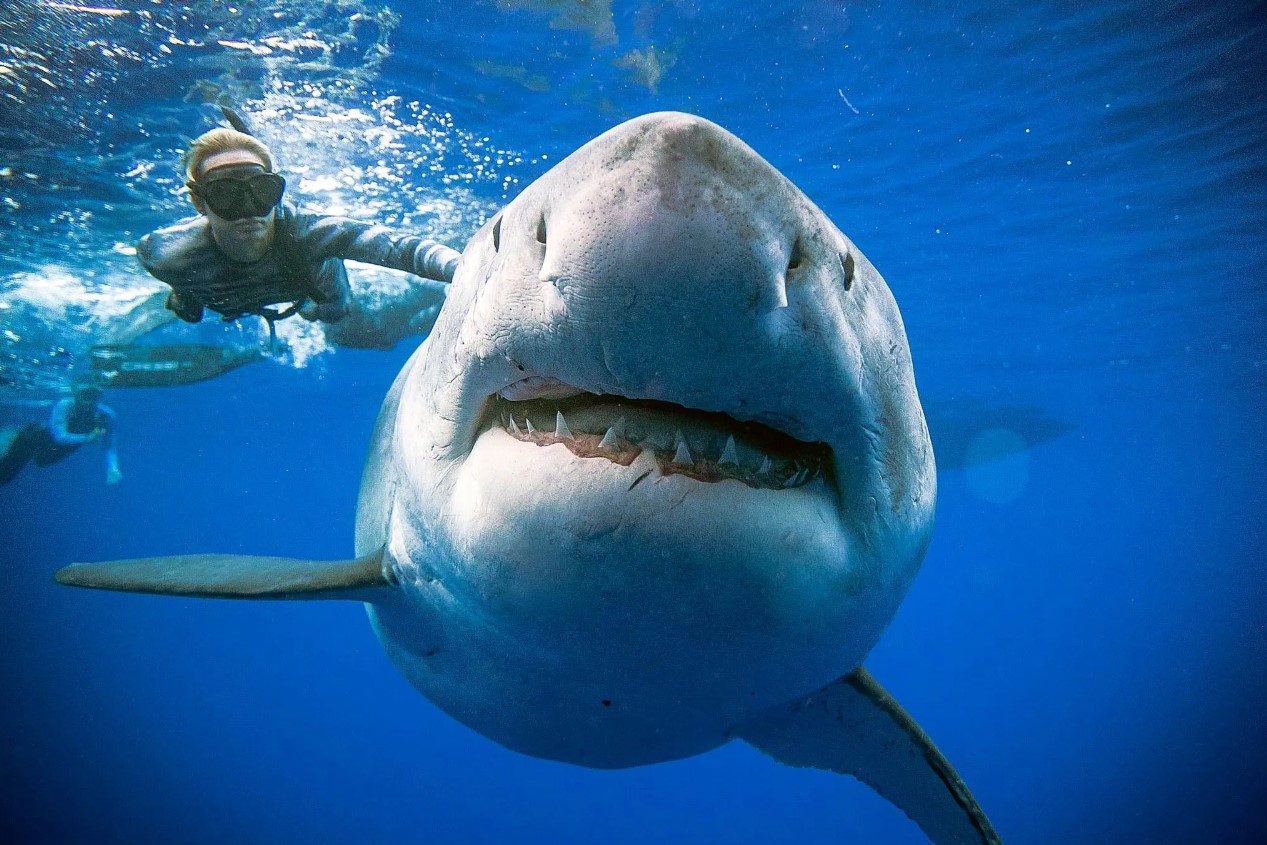Ocean Ramsey husker sin ud-af-kroppen-oplevelse, da hun stod ansigt til ansigt med en haj under vandet