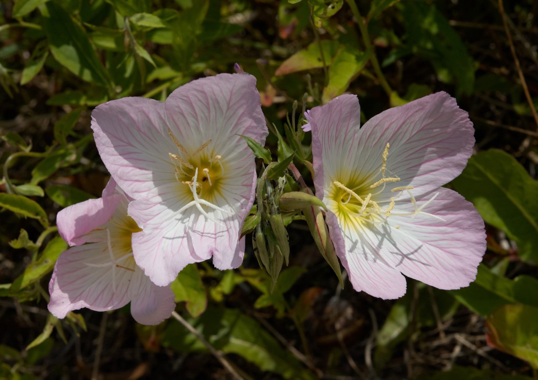 Oenothera speciosa
