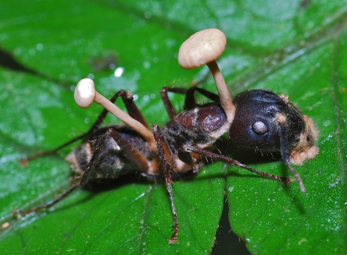 Ophiocordyceps unilateralis
