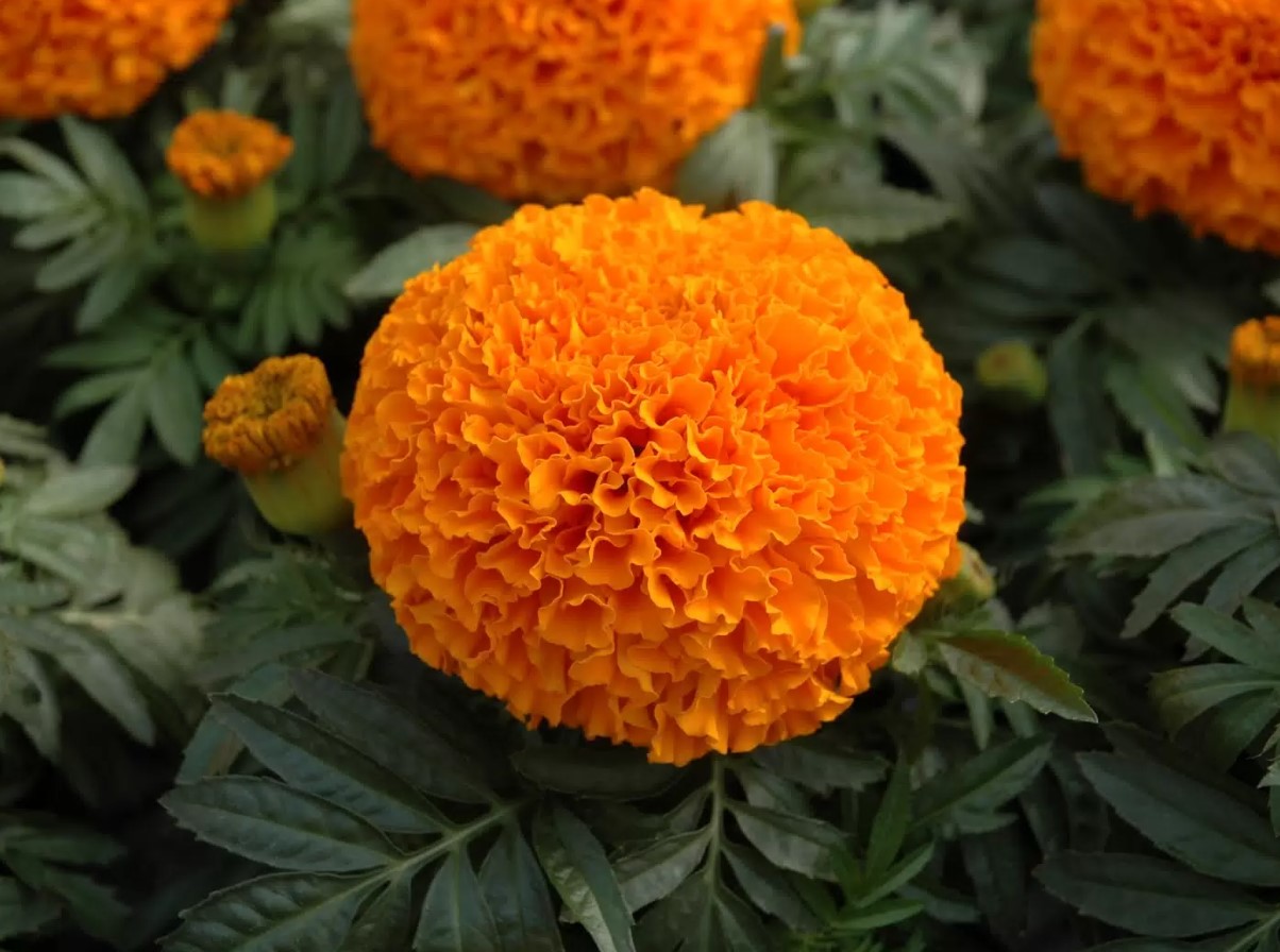 De 5 bedste sorter af morgenfruer: smukke blomster og afskrækker skadedyr