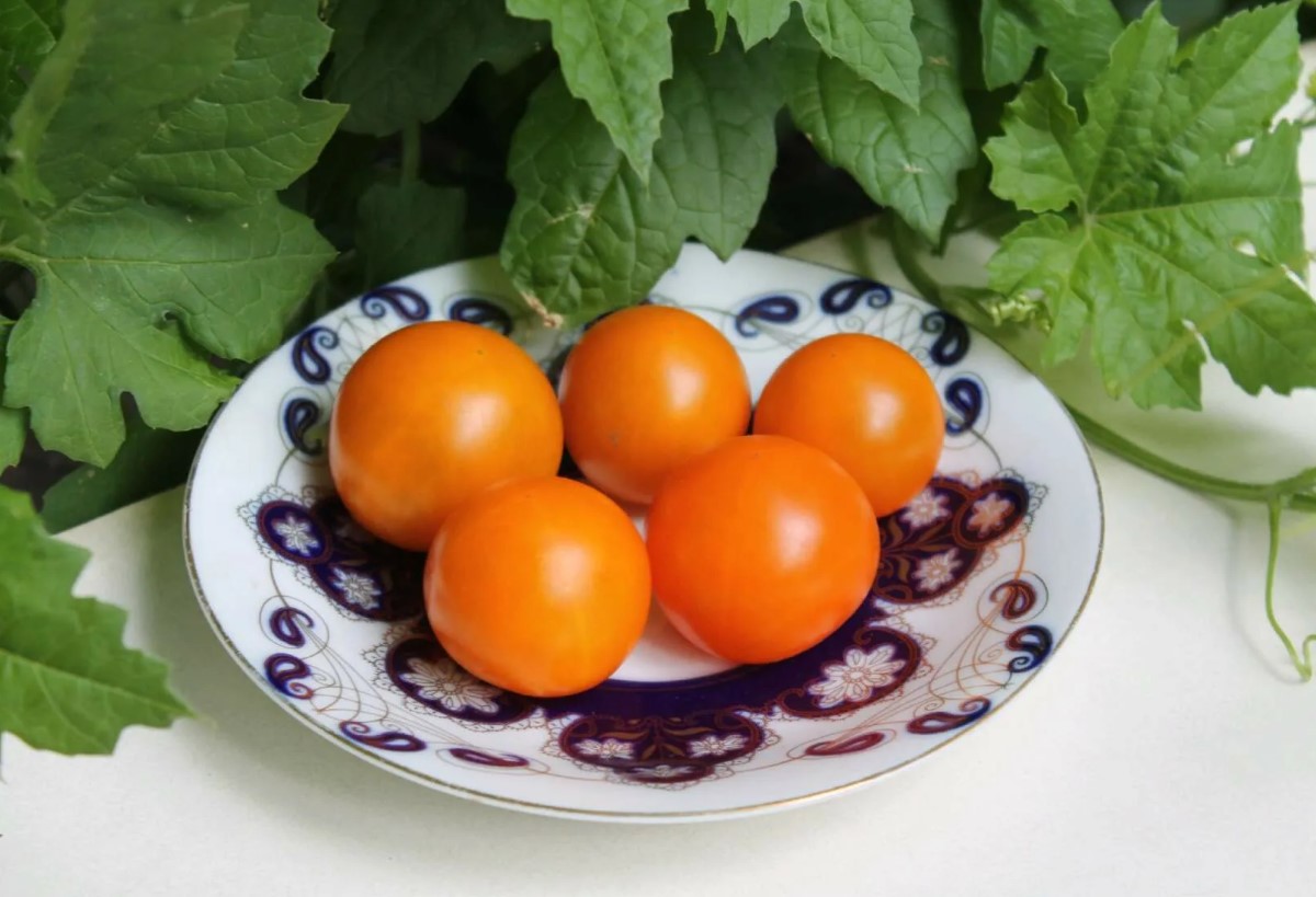 Orange Pixie tomater