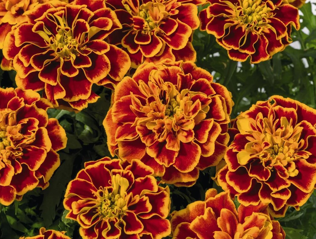 De 5 bedste sorter af morgenfruer: smukke blomster og afskrækker skadedyr