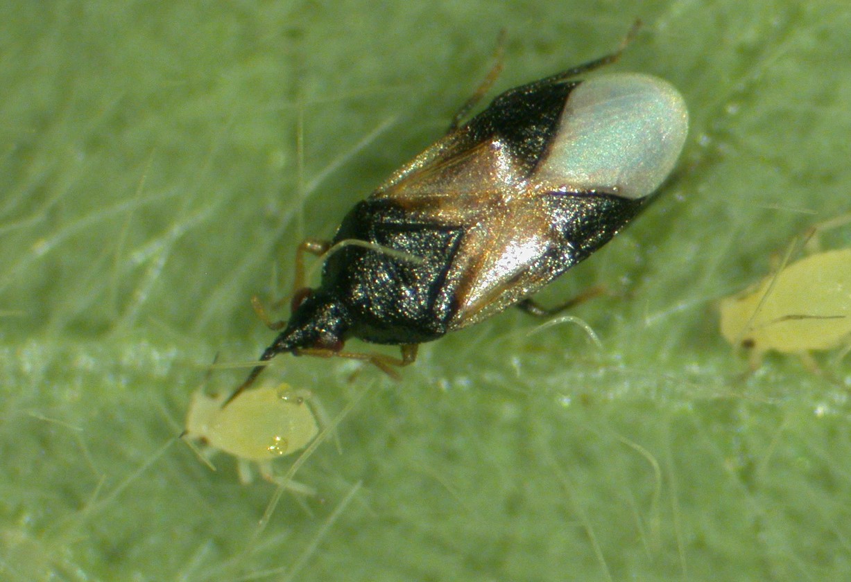Orius laevigatus
