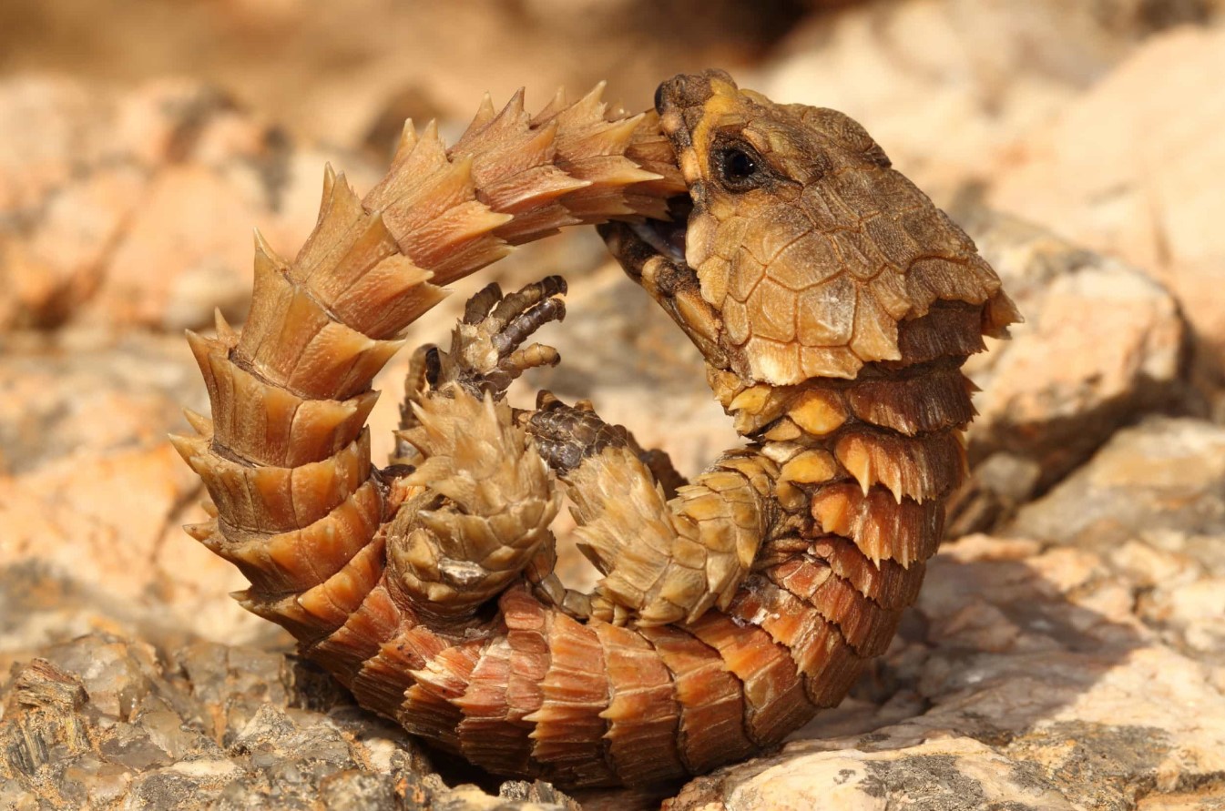 I Afrika har man fundet 'drageunger': efterkommere af den mytiske Ouroboros kan forsvinde for altid