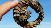 I Afrika har man fundet 'drageunger': efterkommere af den mytiske Ouroboros kan forsvinde for altid