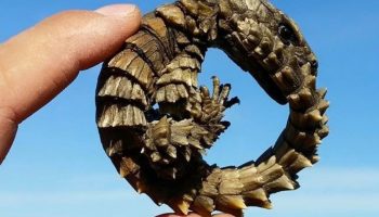I Afrika har man fundet 'drageunger': efterkommere af den mytiske Ouroboros kan forsvinde for altid