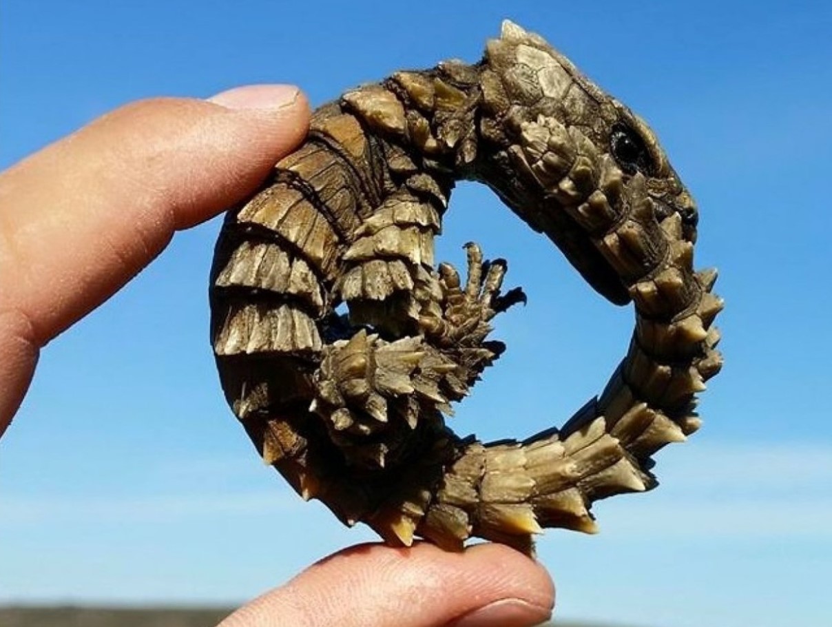 I Afrika har man fundet 'drageunger': efterkommere af den mytiske Ouroboros kan forsvinde for altid