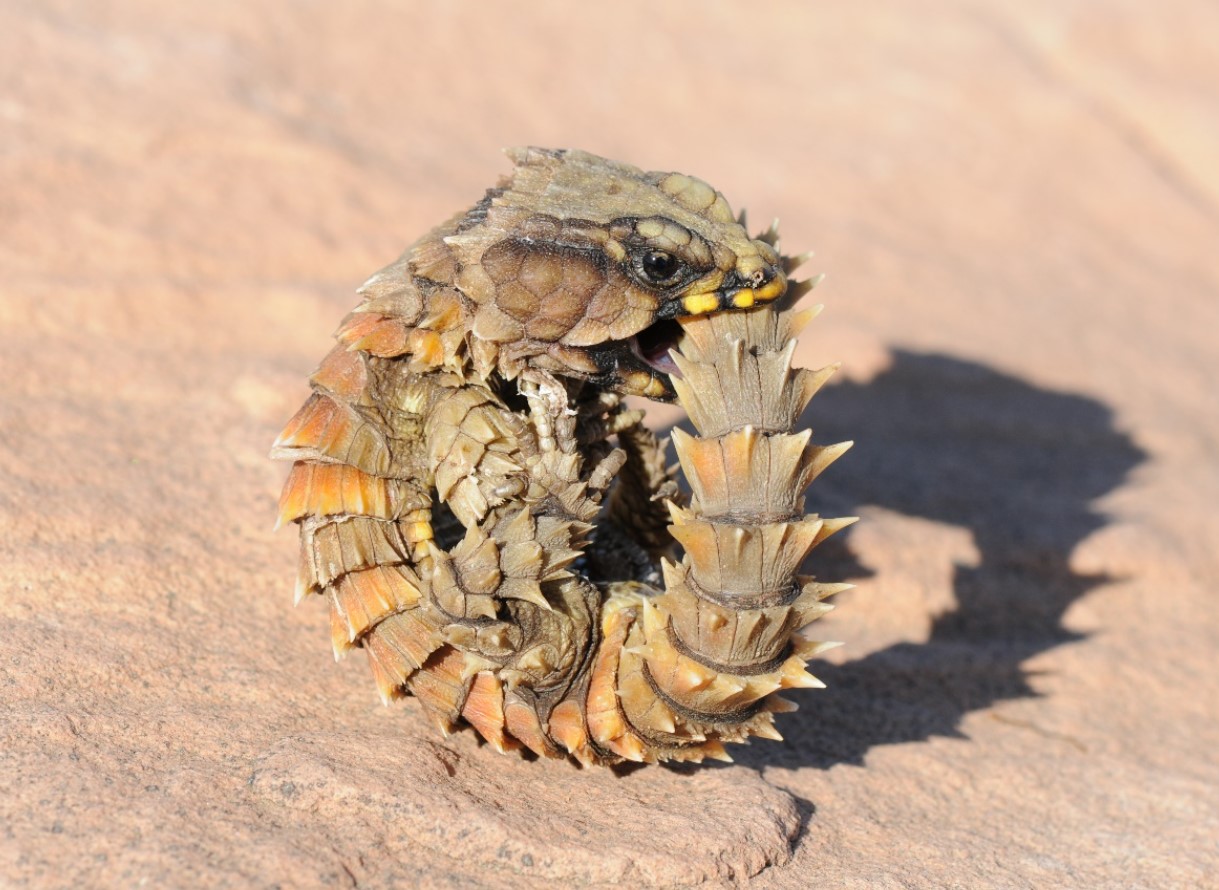 Ouroborus cataphractus