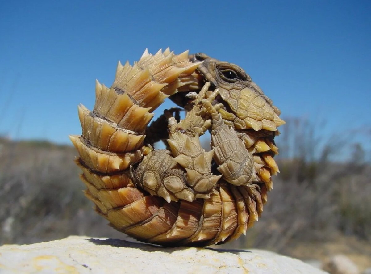 Ouroborus cataphractus
