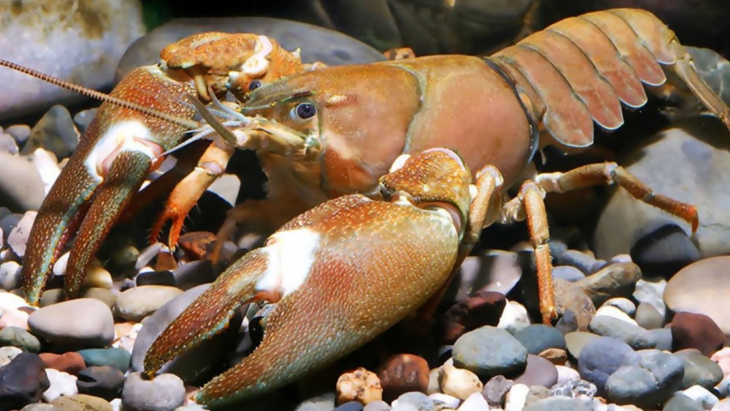 Pacifastacus leniusculus