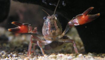 Miljøforkæmpere slår alarm: aggressivt rovdyr truer med at udrydde ukrainske krebs