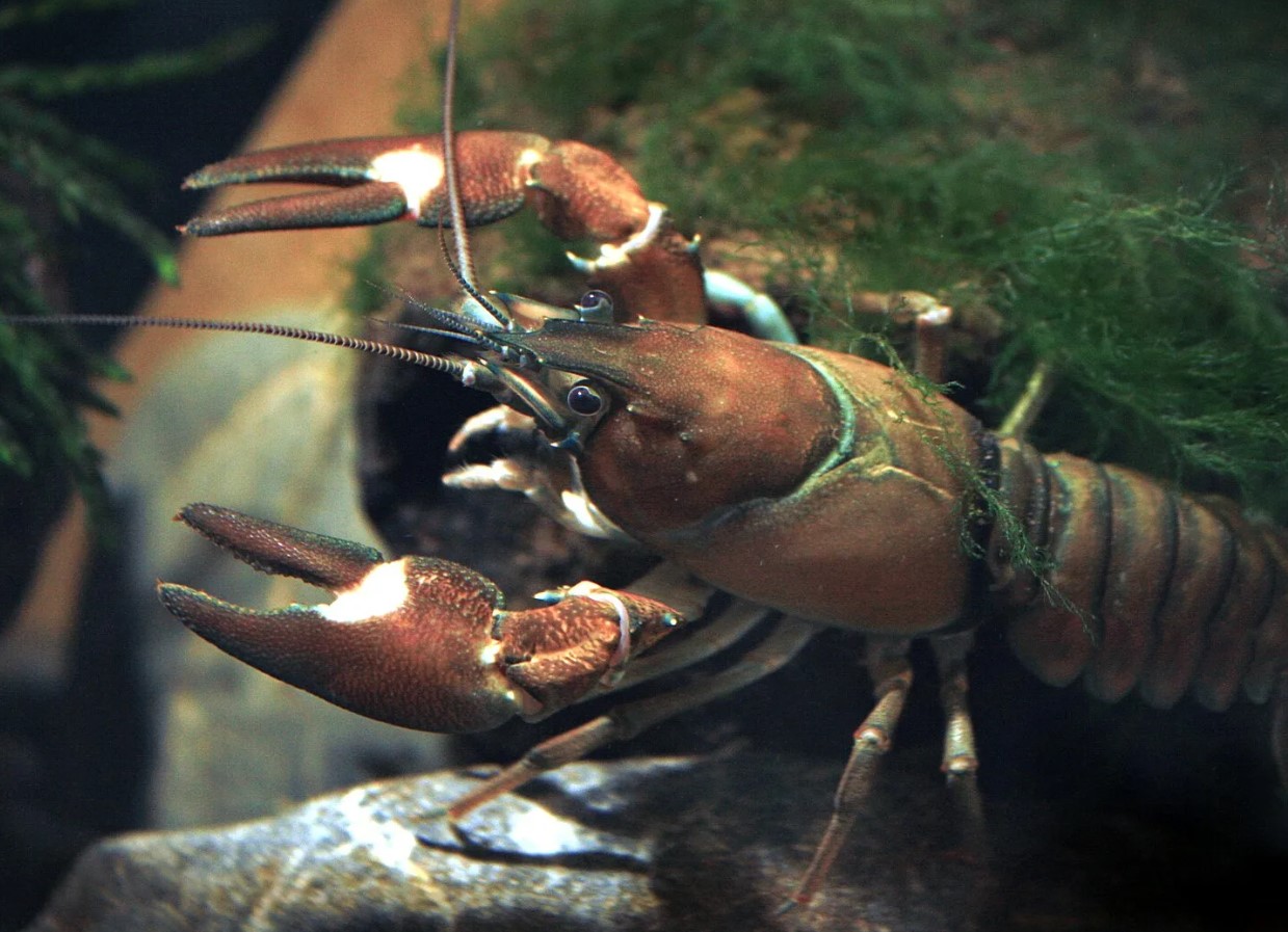 Pacifastacus leniusculus