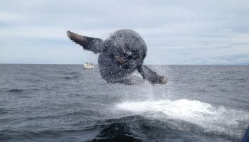 Er denne canadiske festival det bedste sted at se gråhvaler?