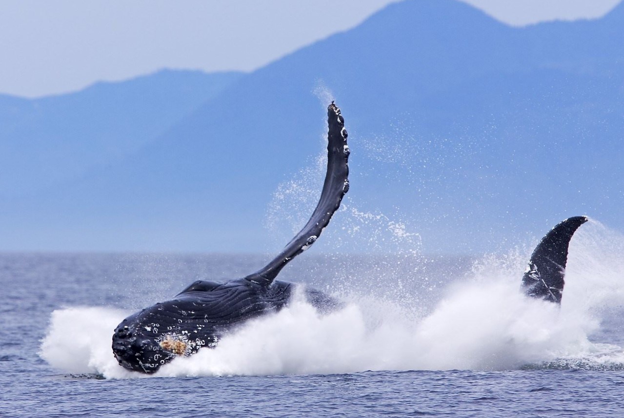 Pacific Rim Whale Festival