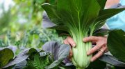 Gartner deler fem grøntsager, du stadig kan plante nu for at høste i år