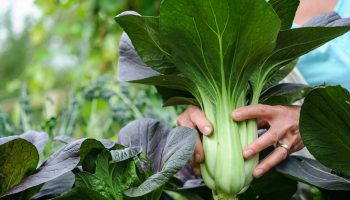 Gartner deler fem grøntsager, du stadig kan plante nu for at høste i år