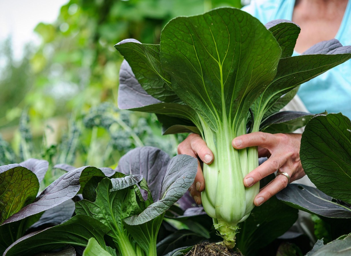 Gartner deler fem grøntsager, du stadig kan plante nu for at høste i år