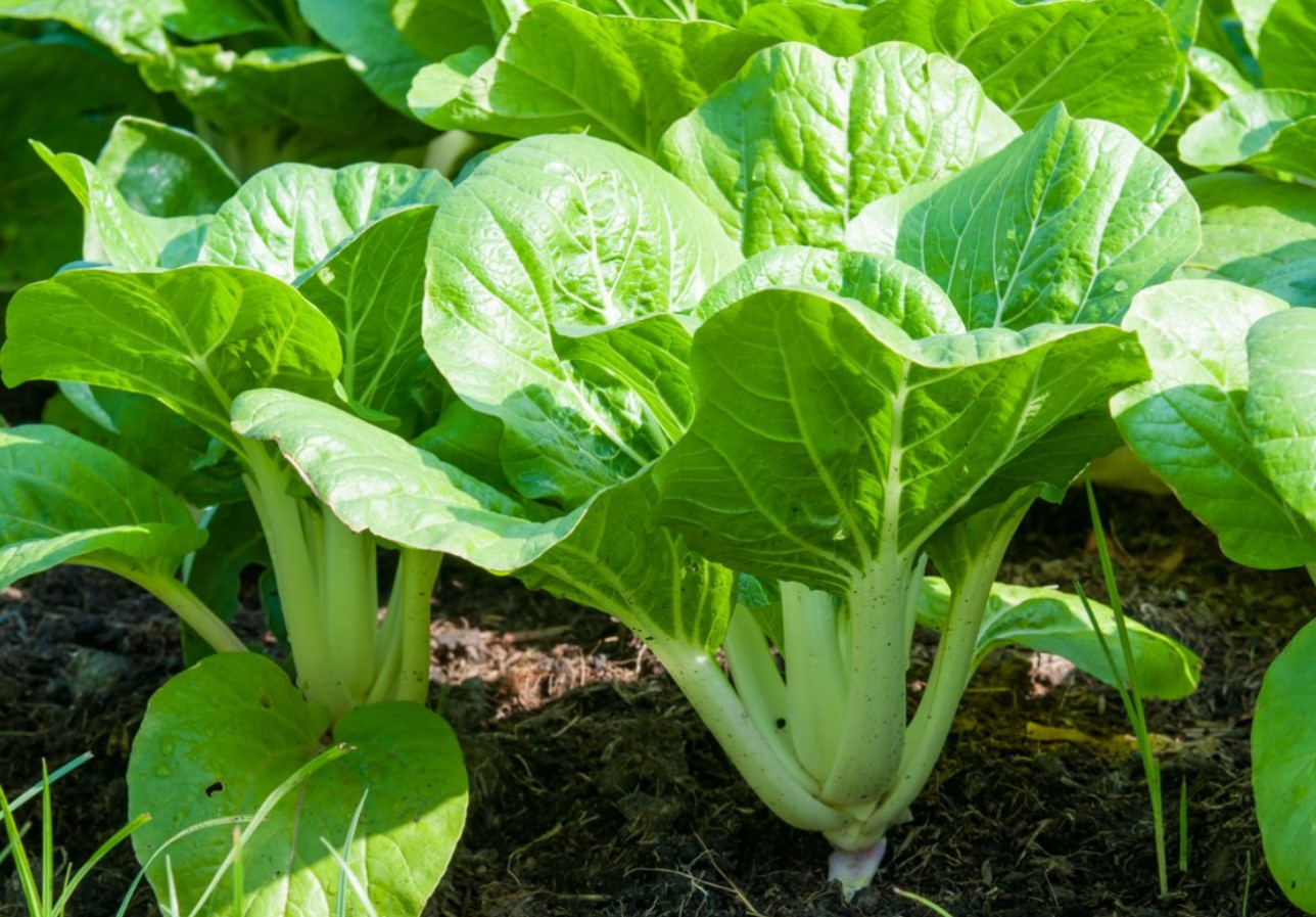 Pak Choi