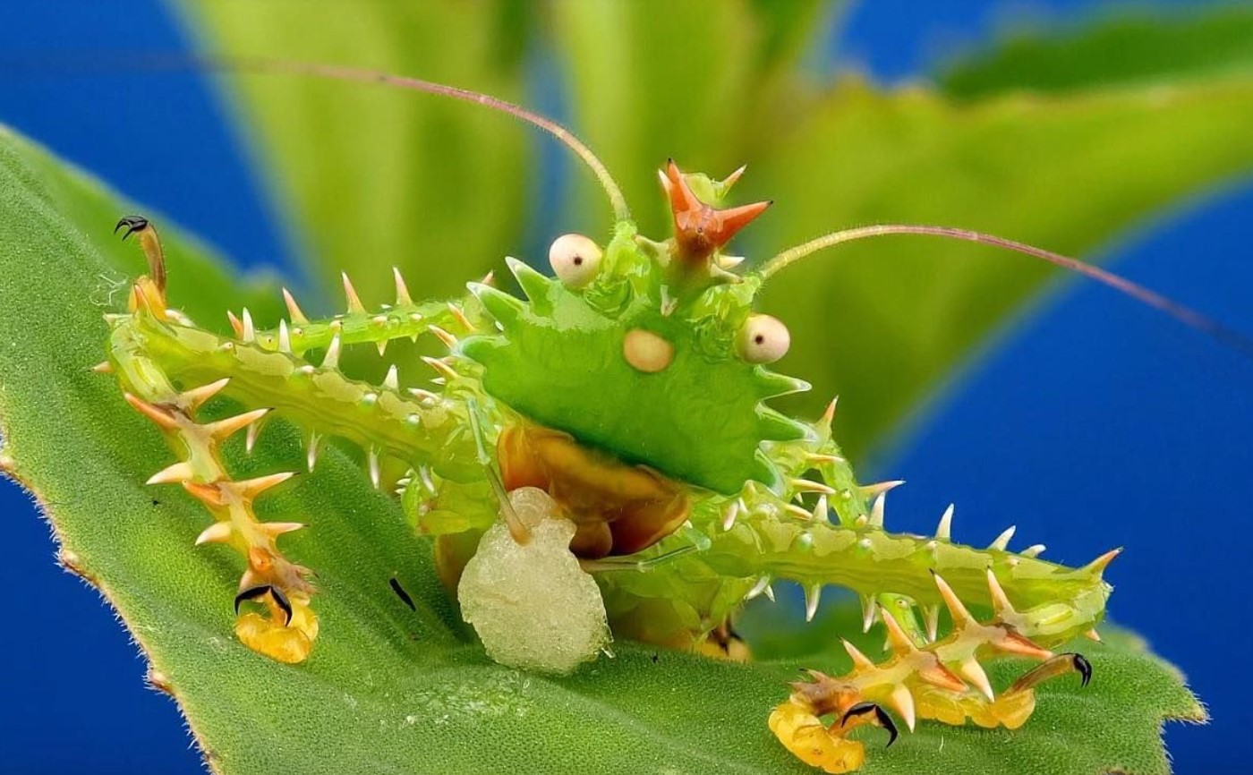 Panacanthus cuspidatus