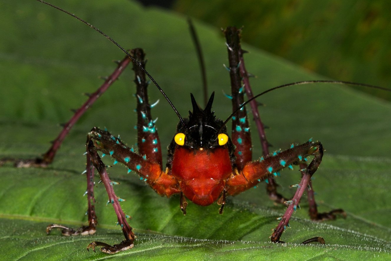 Stikkende djævle med kroner: forskere har vist de mest fantastiske insekter
