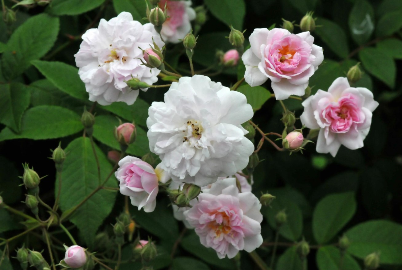 Paul's Himalayan Musk