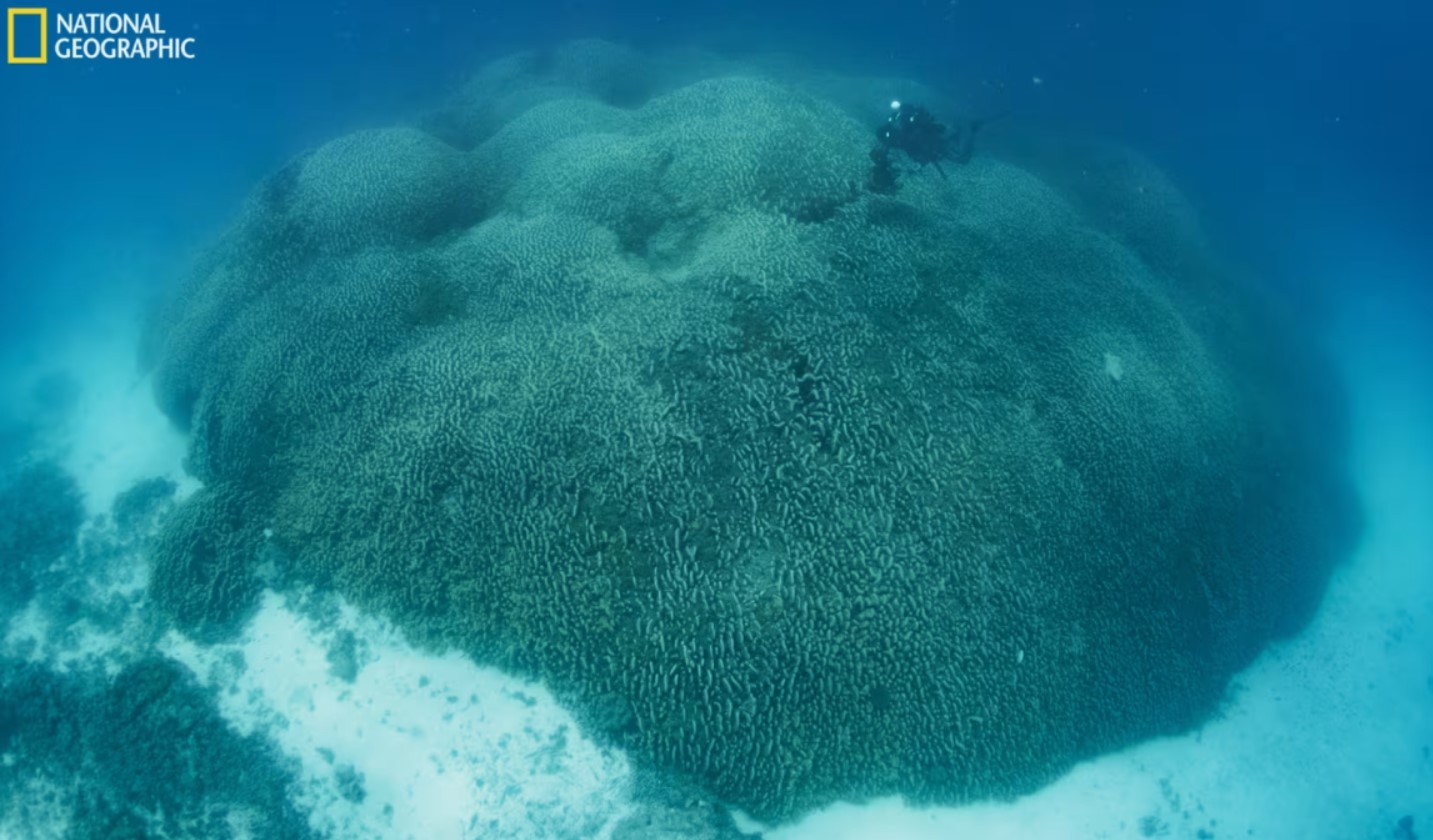 Pavona clavus