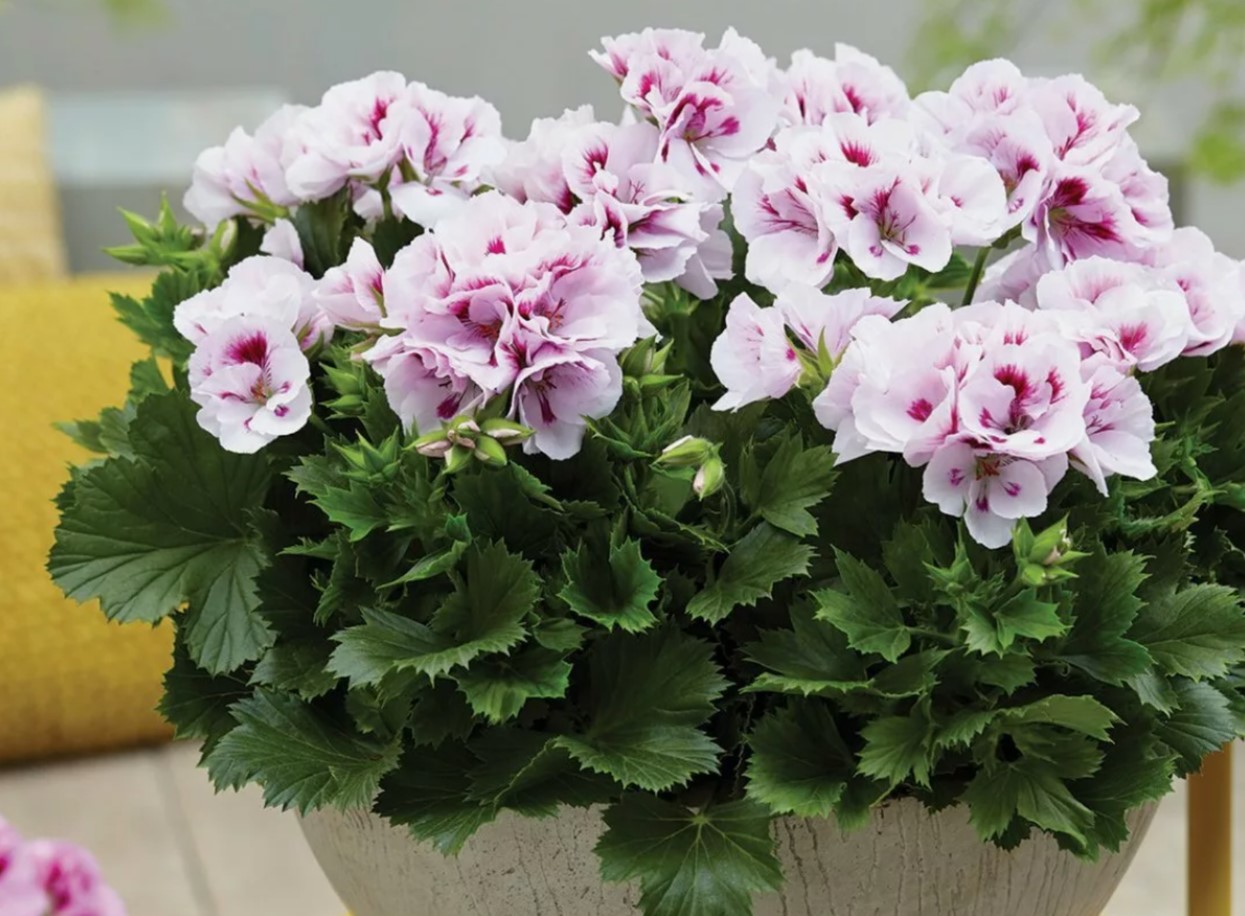 Pelargonium